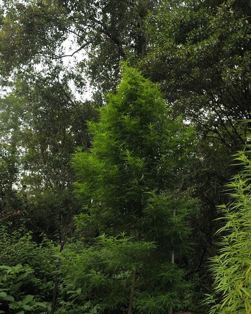 עצי הקנאביס הענקיים של קנגטיבה kagnativa