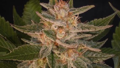 Cheese Candy - Delicious Seeds