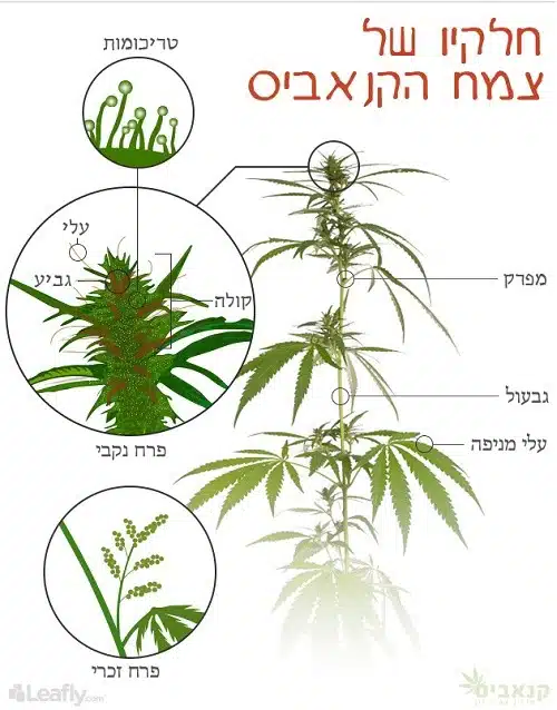 האנטומיה של הקנאביס: חלקי הצמח
