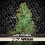 Jack Herer Automatic