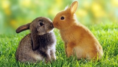 ב-DEA מזהירים: "ארנבים בסכנת התמסטלות"