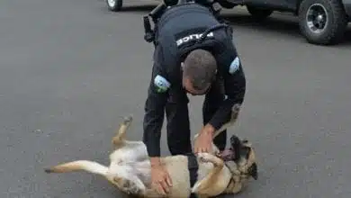 כלבי משטרה מובטלים באורגון