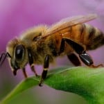 דבורים לזיהוי סמים
