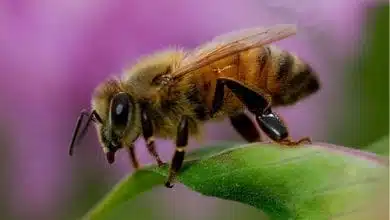 דבורים לזיהוי סמים