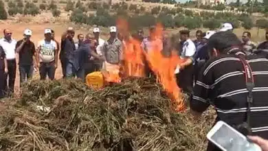 משטרת חברון שרפה 3 טון מריחואנה