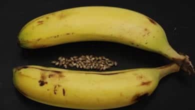 מדריך: איך להפוך את זרעי הקנאביס שלכם לנקביים באמצעות קליפות בננה