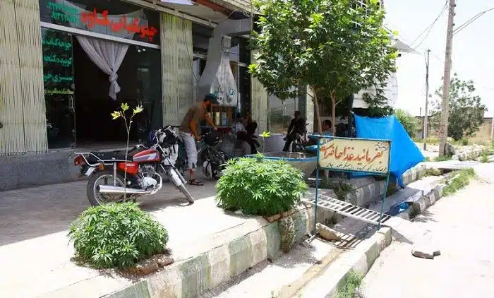 צמחי קנאביס ברחוב איראני