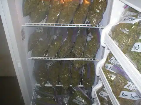 אחסון קנאביס במקרר עם לחות נמוכה