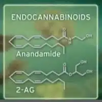 אנדוקנבינואידים - AG-2 אננדמיד