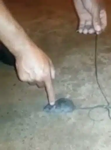 עכבר נתפס מבריח סמים בין אגפי כלא בברזיל