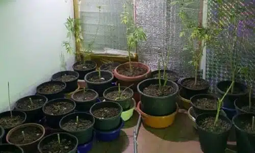 33 עציצי קנאביס שנתפסו בבית שמש
