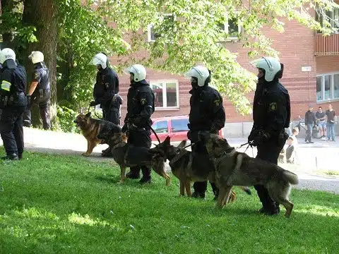כלבי משטרה בזמן פשיטה
