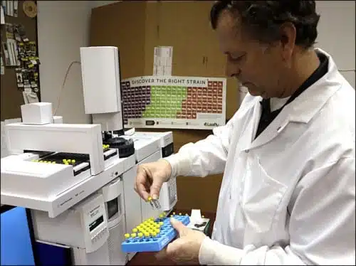 חוקר במעבדה בוחן מבחנות עם חלקי צמח הקנאביס