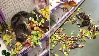חתול פרץ לחנות כדי לאכול קטניפ