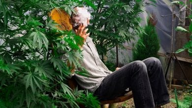 איש מעשן ג'וינט על רקע צמחי קנאביס רפואי