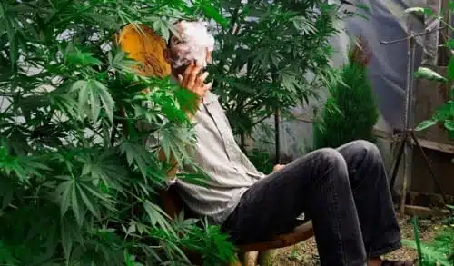 איש מעשן ג'וינט על רקע צמחי קנאביס רפואי
