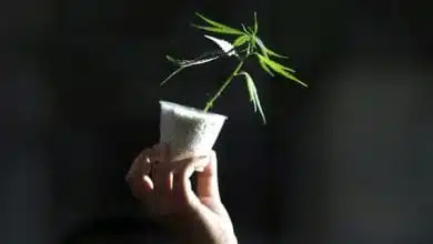 צמח קנאביס קטן