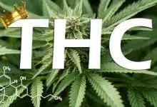 קנאביס: THC – המדריך המלא לקנבינואיד הממסטל