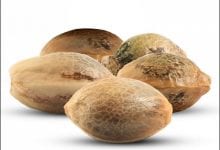 צורתם החיצונית וגודלם של הזרעים הם אינם מדד לאיכותם (זרעי קנאביס)