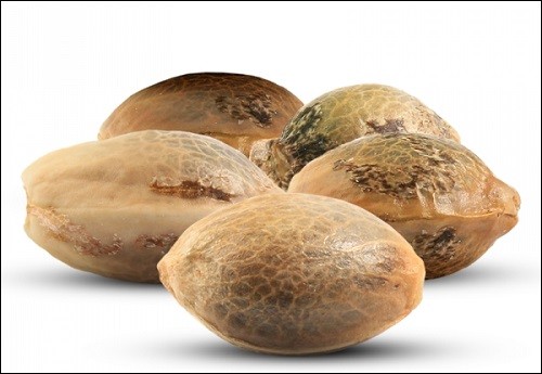 צורתם החיצונית וגודלם של הזרעים הם אינם בהכרח מדד לאיכותם (זרעי קנאביס)
