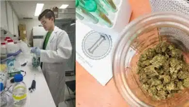 מדען במעבדה, מפקח על תהליך של הפקת THC (מריחואנה) משמרים (קרנות השקעה מקדמות ייצור קנבינואידם וטרפנים משמרים)