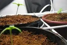 איך להנביט זרעי קנאביס