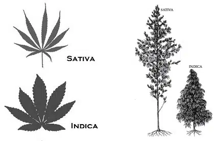 אינדיקה מול סאטיבה - מבנה הצמח וצורה חיצונית כללית