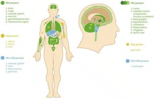 פרישת קולטני המערכת האנדוקנאבינואידית בגוף האדם, בעיקר במוח ובמערכת העצבים