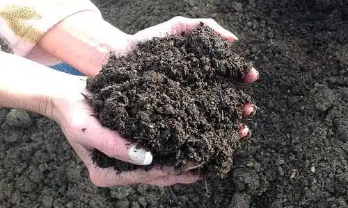 Hand with compost