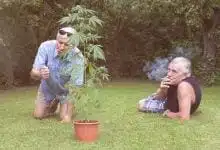 שני אנשים מבוגרים מעשנים קנאביס על מדשאה עם עציץ קנאביס