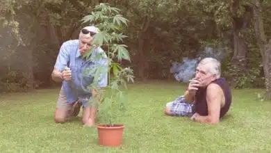 שני אנשים מבוגרים מעשנים קנאביס על מדשאה עם עציץ קנאביס