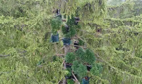 קנאביס על עצים