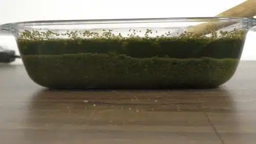 קנאביס מושרה באלכוהול