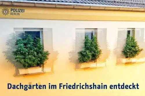 קנאביס על אדן החלון - גרמניה