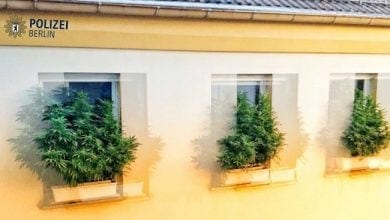 קנאביס על אדן החלון - גרמניה