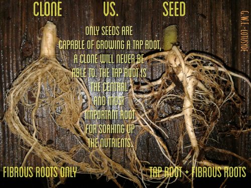 מבט לשורשים: ייחור נגד זרע