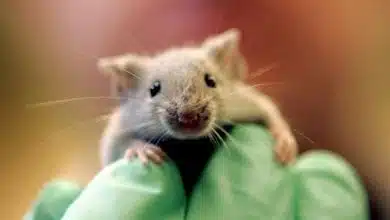 העכברים אכלו את המריחואנה?
