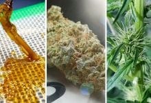 אוטומטי הידרופוני: כך גידלתי 420 גרם מעציץ קנאביס אחד