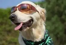 כלב עם משקפיים ובנדנה קנאביס