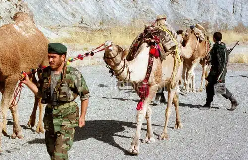 חיילים איראנים עוצרים שיירת גמלים לא מאויישת שהבריחה אופיום מאפגניסטן. קרדיט: Reuters, 1999