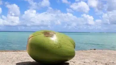קוקוס בחוף ים גואם