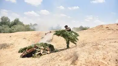שוטרים שרפו שדה קנאביס – נחל ניצנה עלה באש