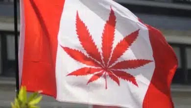 דגל קנדה קנאביס עלה מריחואנה