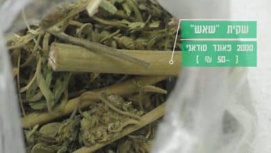 תפזורת שאש, קנאביס אתיופי