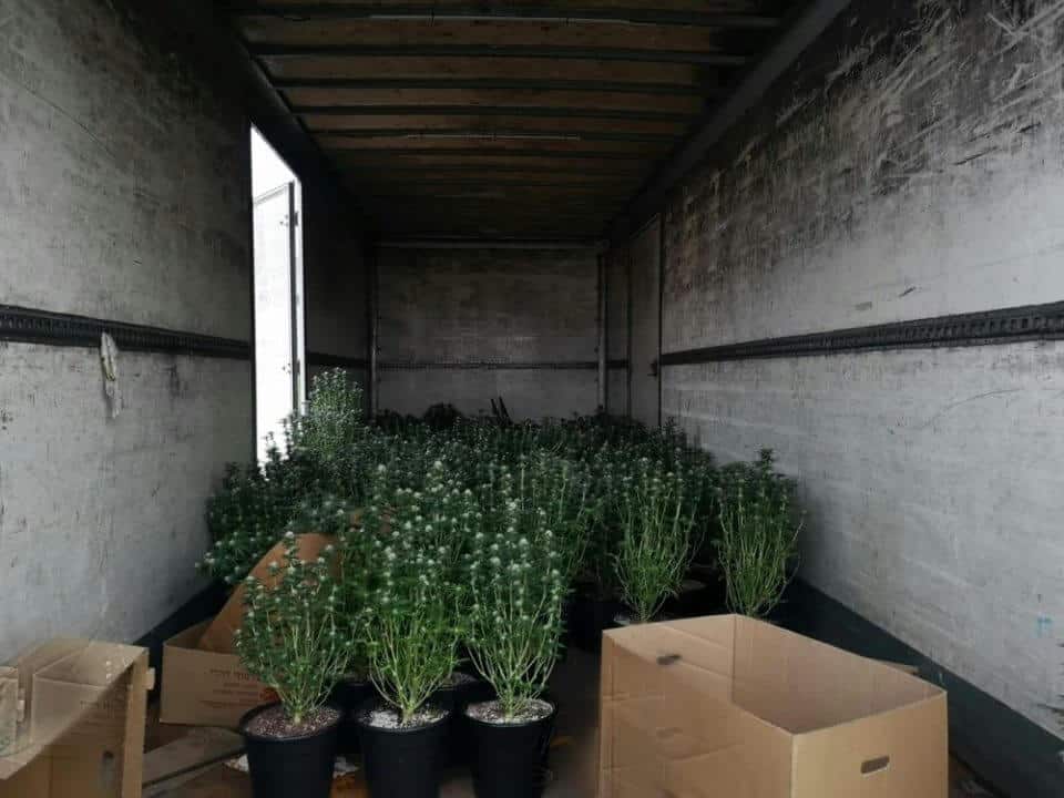 מאות צמחי קנאביס במשאית נטושה