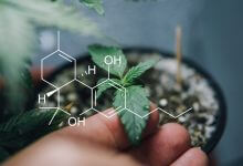 לא רק THC ו-CBD: הנה 4 קנבינואידים שאולי לא הכרתם