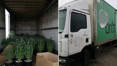 מאות צמחי קנאביס במשאית נטושה
