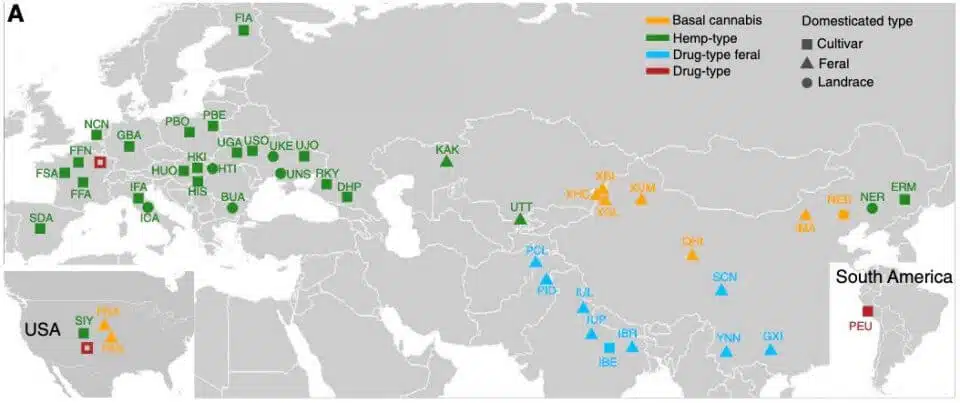 מפה שמראה את המקור הגאוגרפי של זני הקנאביס שנדגמו במחקר, ואת ההשתייכות הגנטית שלהם לאחד מארבעת מיני הקנאביס השונים שנמצאו במחקר (Ren et al. 2021)
