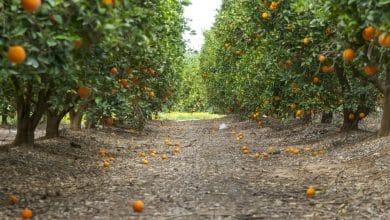 שדה תפוזים ישראלי