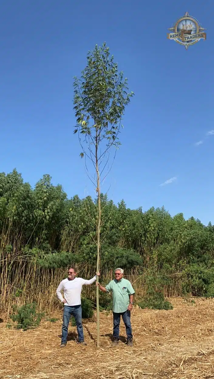 צמח הקנאביס הגבוה בעולם